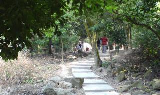 广州火炉山森林公园