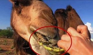 骆驼敢吃仙人掌,不怕扎到嘴吗 吃仙人掌不觉得扎嘴